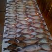 Mixed Bag of Fish