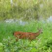 Deer walking the lake front